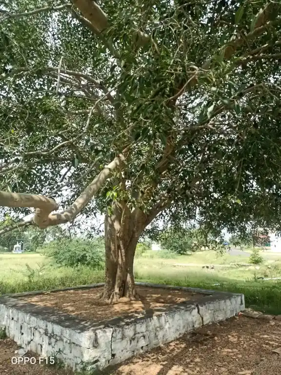 Arulmigu Pullanoothu Kannimaar Temple, Pullanoothu - 624711 அருள்மிகு புல்லனூத்து கன்னிமார் கோயில், Pullanoothu - 624711, Dindigul - Ancient Temple Architecture and History Image 3