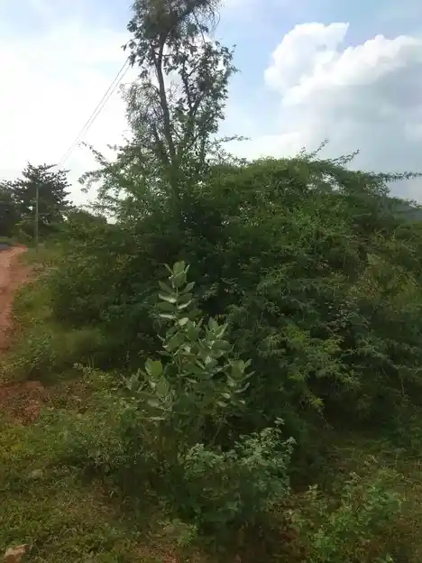 Arulmigu Punnaimarathuayyanar Temple, Ramagowndanpatti - 625022 அருள்மிகு புன்னை மரத்து அய்யனார் கோயில், Ramagowndanpatti - 625022, Madurai - Ancient Temple Architecture and History Image 2