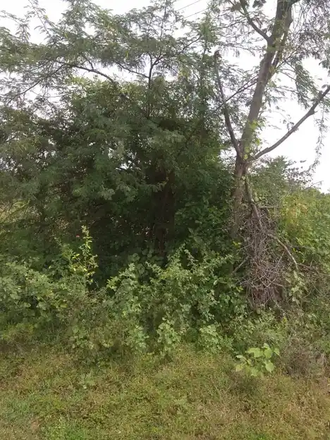 Arulmigu Punnaimarathuayyanar Temple, Ramagowndanpatti - 625022 அருள்மிகு புன்னை மரத்து அய்யனார் கோயில், Ramagowndanpatti - 625022, Madurai - Ancient Temple Architecture and History Image 3