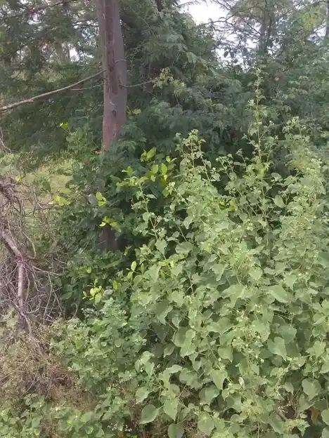 Arulmigu Punnaimarathuayyanar Temple, Ramagowndanpatti - 625022 அருள்மிகு புன்னை மரத்து அய்யனார் கோயில், Ramagowndanpatti - 625022, Madurai - Ancient Temple Architecture and History Image 4