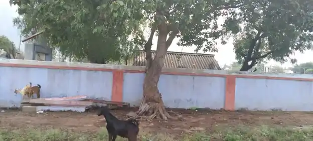 Arulmigu Punuhu Karupannaswamy Temple, Arasapillaipatti - 624619 அருள்மிகு புனுகு கருப்பணசாமி கோயில், Arasapillaipatti - 624619, Dindigul - Ancient Temple Architecture and History Image 3