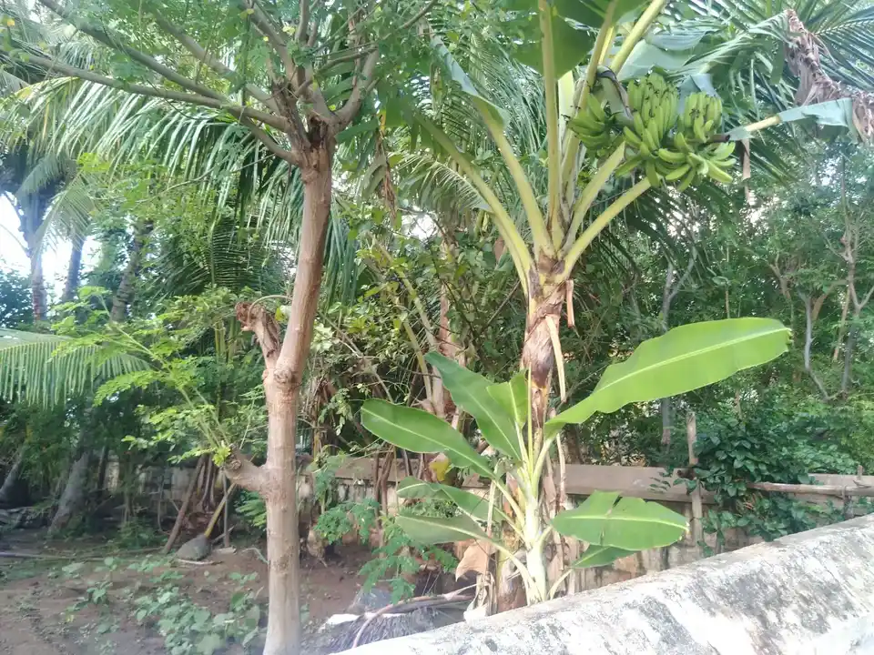 Arulmigu Pushpavaneswarar Temple, Varadharajapuram - 621215 Arulmigu Pushpavaneswarar Temple, Varadharajapuram - 621215, Thiruchirappalli - Ancient Temple Architecture and History Image 6