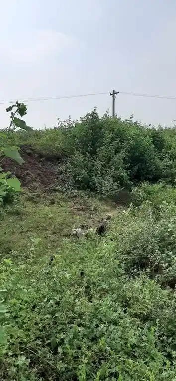 Arulmigu Puthukkulam Kannimar Temple, Chokkampatti - 625103 அருள்மிகு புதுக்குளம் கன்னிமார் கோயில், Chokkampatti - 625103, Madurai - Ancient Temple Architecture and History Image 4