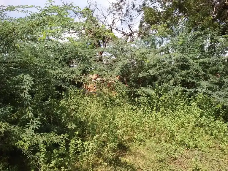 Arulmigu Puthukottai Ayyanar Temple, V.Periyapatti - 621303 Arulmigu Puthukottai ayyanar Temple, V.Periyapatti - 621303, Thiruchirappalli - Ancient Temple Architecture and History Image 4