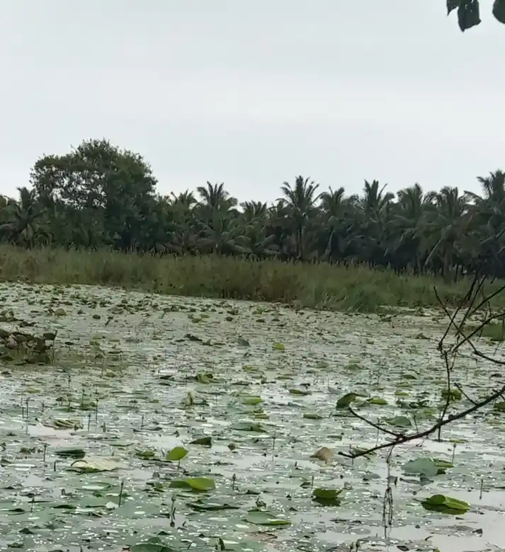Arulmigu Puthukulam Kandan Sastha Temple, Saattaiyadikulam - 629601 Arulmigu Puthukulam Kandan Sastha Temple, Saattaiyadikulam - 629601, Kanyakumari - Ancient Temple Architecture and History Image 2