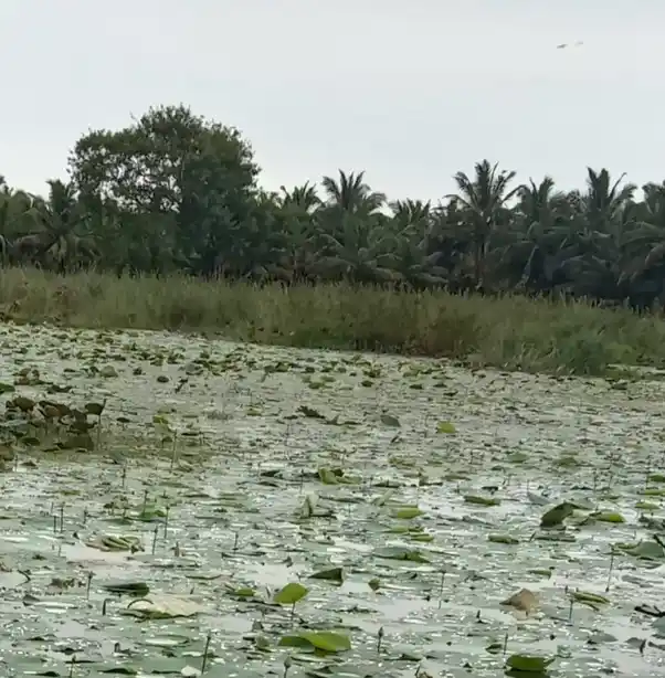 Arulmigu Puthukulam Kandan Sastha Temple, Saattaiyadikulam - 629601 Arulmigu Puthukulam Kandan Sastha Temple, Saattaiyadikulam - 629601, Kanyakumari - Ancient Temple Architecture and History Image 3