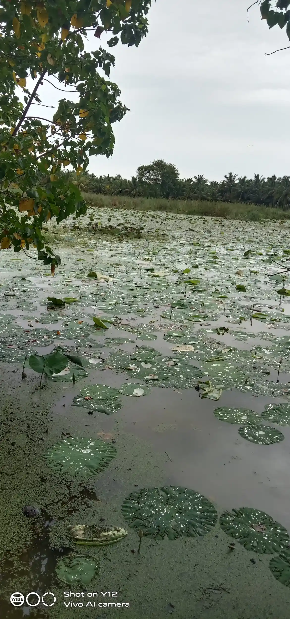Arulmigu Puthukulam Kandan Sastha Temple, Saattaiyadikulam - 629601 Arulmigu Puthukulam Kandan Sastha Temple, Saattaiyadikulam - 629601, Kanyakumari - Ancient Temple Architecture and History Image 4