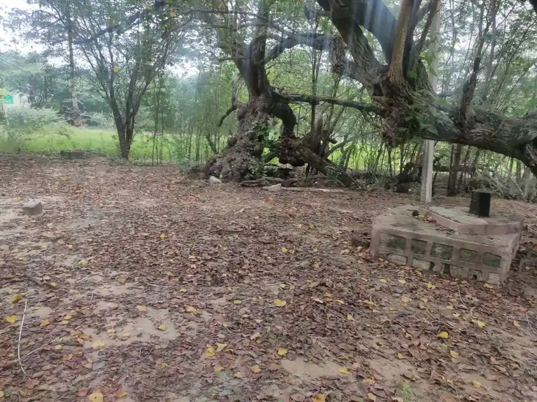 Arulmigu Saamban Temple, Saambanodai - 614616