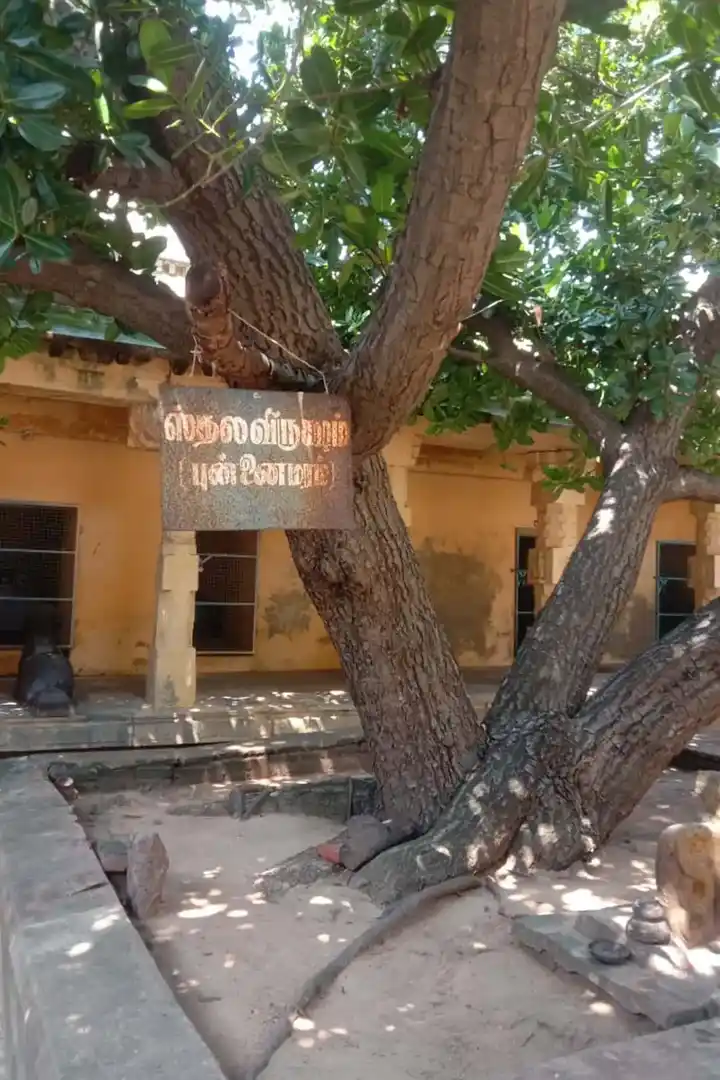 Arulmigu Saatchinatha Swamy Temple, Thirupurampayam, Thirupurampiyam - 612303 அருள்மிகு சாட்சிநாதசுவாமி திருக்கோயில், திருப்புறம்பயம், Thirupurampiyam - 612303, Thanjavur - Ancient Temple Architecture and History Image 3