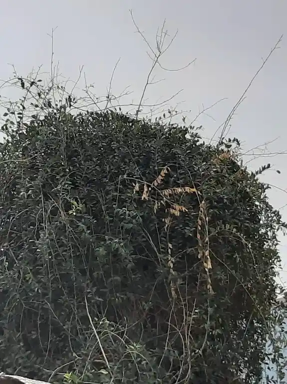 Arulmigu Sadhurpooja Varadaraja Perumal Temple, Thanjavur - 613009 அருள்மிகு சதுர்பூஜ வரதராஜர் திருக்கோயில், Thanjavur - 613009, Thanjavur - Ancient Temple Architecture and History Image 4