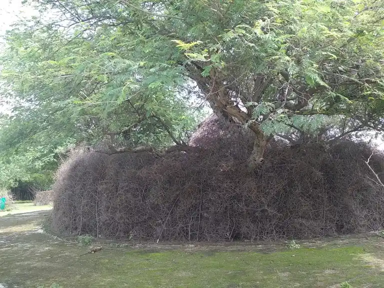 Arulmigu Sakkadeviyamman Temple, Alangulam., Alangulam - 626127
