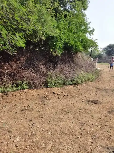 Arulmigu Sakkadeviyamman Temple, Kakkivadanpatti, Kakkivadanpatti - 626124 அருள்மிகு சக்கதேவி அம்மன் திருக்கோயில், காக்கிவாடன்பட்டி, காக்கிவாடன்பட்டி கிராமம் - 626124, Virudhunagar - Ancient Temple Architecture and History Image 3