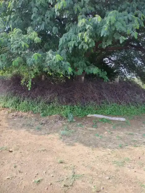 Arulmigu Sakkadeviyamman Temple, Kakkivadanpatti, Kakkivadanpatti - 626124 அருள்மிகு சக்கதேவி அம்மன் திருக்கோயில், காக்கிவாடன்பட்டி, காக்கிவாடன்பட்டி கிராமம் - 626124, Virudhunagar - Ancient Temple Architecture and History Image 4