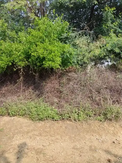 Arulmigu Sakkadeviyamman Temple, Kakkivadanpatti, Kakkivadanpatti - 626124 அருள்மிகு சக்கதேவி அம்மன் திருக்கோயில், காக்கிவாடன்பட்டி, காக்கிவாடன்பட்டி கிராமம் - 626124, Virudhunagar - Ancient Temple Architecture and History Image 5