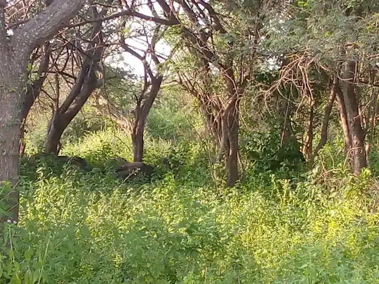 Arulmigu Sakkiamman Temple, Puligunta - 635203 அருள்மிகு சாக்கம்மன் திருக்கோயில், புலிகொண்டா - 635203, Krishnagiri - Ancient Temple Architecture and History Image 2