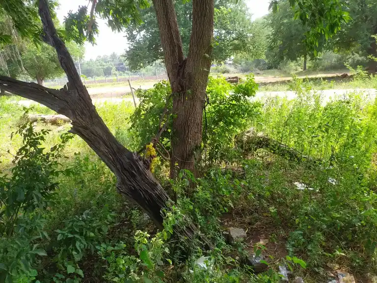 Arulmigu Sangili Karuppanar Temple, Kovilpalayam - 621716