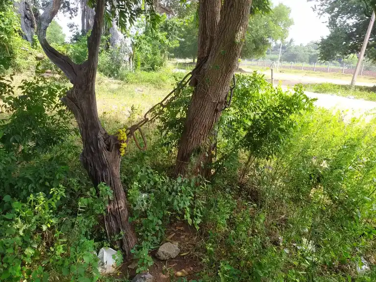 Arulmigu Sangili Karuppanar Temple, Kovilpalayam - 621716 அருள்மிகு சங்கிலிகருப்பனார் திருக்கோயில், Kovilpalayam - 621716, Perambalur - Ancient Temple Architecture and History Image 4