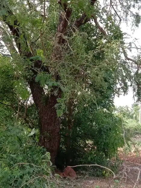 Arulmigu Sangilikaruppanar Temple, Idankanni, Ariyalur - 612904 Temple
