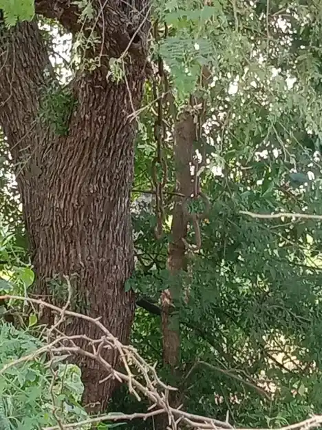 Arulmigu Sangilikaruppanar Temple, Idankanni, Ariyalur - 612904 Arulmigu Sangilikaruppanar Temple,  - 612904, Ariyalur - Ancient Temple Architecture and History Image 2