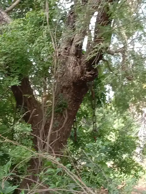 Arulmigu Sangilikaruppanar Temple, Idankanni, Ariyalur - 612904 Arulmigu Sangilikaruppanar Temple,  - 612904, Ariyalur - Ancient Temple Architecture and History Image 3