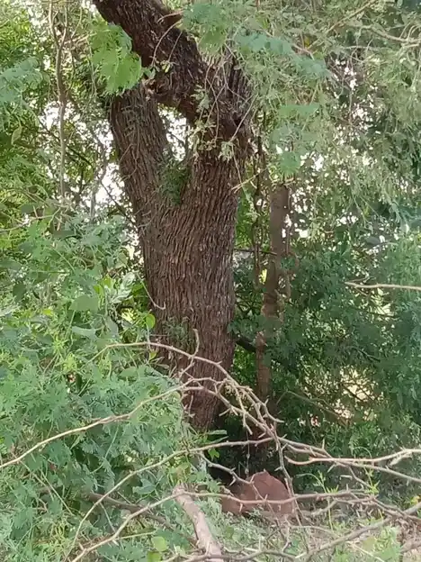 Arulmigu Sangilikaruppanar Temple, Idankanni, Ariyalur - 612904 Arulmigu Sangilikaruppanar Temple,  - 612904, Ariyalur - Ancient Temple Architecture and History Image 4