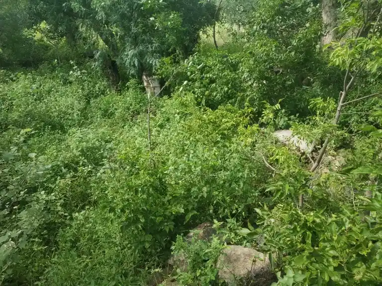 Arulmigu Sangilikaruppar Temple, Elanthalapatti - 621118 Arulmigu Sangilikaruppar Temple, Elanthalapatti - 621118, Perambalur - Ancient Temple Architecture and History Image 4