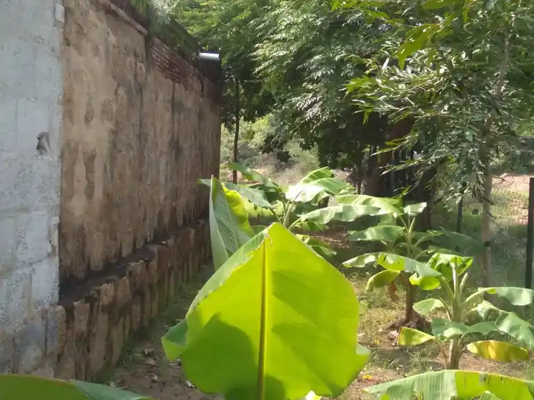 Arulmigu Sanjivinathar alias Subramaniyasamy Temple, K.Thottiyapatti - 626125 அருள்மிகு சஞ்சீவிநாதர் என்கிற சுப்பிரமணியசாமி திருக்கோயில், கே. தொட்டியபட்டி - 626125, Virudhunagar - Ancient Temple Architecture and History Image 6