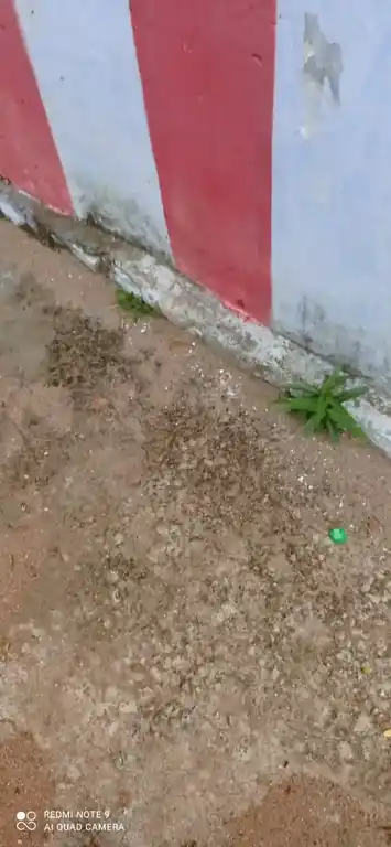 Arulmigu Santhana Mariamman Temple, Paraikkuttam - 628301 அருள்மிகு சந்தண மாரியம்மன் திருக்கோயில், Paraikkuttam - 628301, Thoothukudi - Ancient Temple Architecture and History Image 2