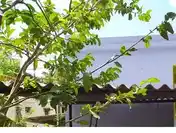 Arulmigu Santhanamariamman Temple, Centre Of The Village, Annapoornapuram - 627754 அருள்மிகு சந்தனமாரியம்மன் திருக்கோயில், Centre Of The Village, Annapoornapuram - 627754, Tenkasi - Ancient Temple Architecture and History Image 3