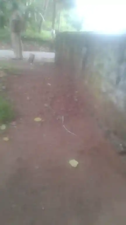 Arulmigu Sastha Temple, Champrodu, Paloor - 629177 Arulmigu Sastha Temple, Champrodu, பாலூர் - 629177, Kanyakumari - Ancient Temple Architecture and History Image 2