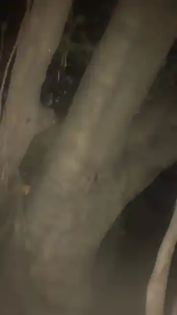 Arulmigu Sastha Temple, Punnarkulam, Agasteeswaram - 629701 அருள்மிகு சாஸ்தா திருக்கோயில், Punnarkulam, Agasteeswaram - 629701, Kanyakumari - Ancient Temple Architecture and History Image 3