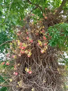 Arulmigu Seethivinayagar Temple, Melseeruvallur - 606751 அருள்மிகு சித்திவிநாயகர் திருக்கோயில், Melseeruvallur - 606751, Tiruvannamalai - Ancient Temple Architecture and History Image 2
