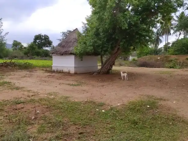 Arulmigu Selandiamman Temple, Sukkampatti - 624801 அருள்மிகு செல்லாண்டியம்மன் திருக்கோயில், Sukkampatti - 624801, Dindigul - Ancient Temple Architecture and History Image 3