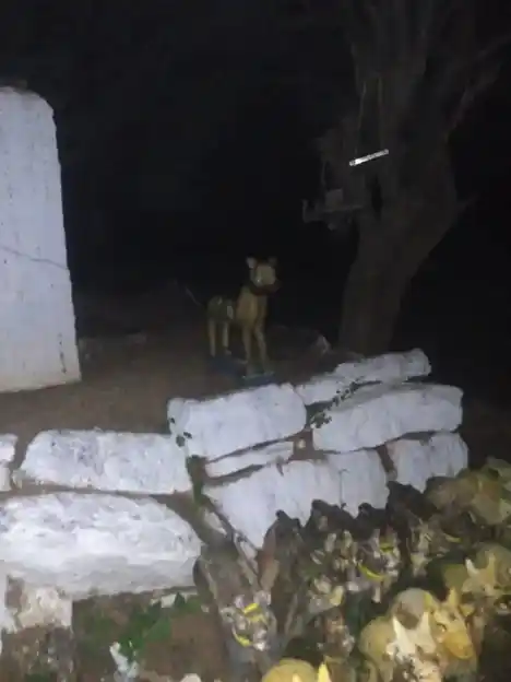 Arulmigu Sellandiamman Temple, Thurumakkanpatti, Karikkali - 624703 அருள்மிகு செல்லாண்டியம்மன் திருக்கோயில், Thurumakkanpatti, கரிக்காலி - 624703, Dindigul - Ancient Temple Architecture and History Image 12