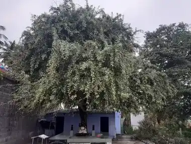 Arulmigu Sellandiyamman Temple, Elavamalai, Bhavani - 638316 அருள்மிகு செல்லாண்டியம்மன் திருக்கோயில், Elavamalai, Bhavani - 638316, Erode - Ancient Temple Architecture and History Image 2