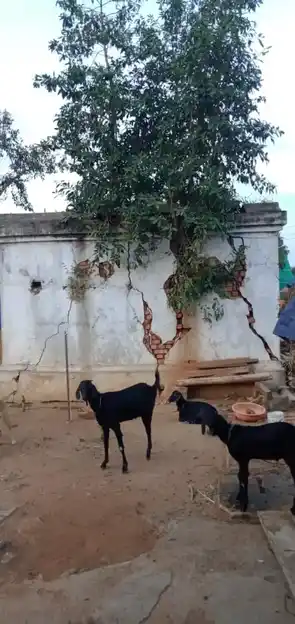 Arulmigu Selliyamman Temple, Balarahalli - 636808