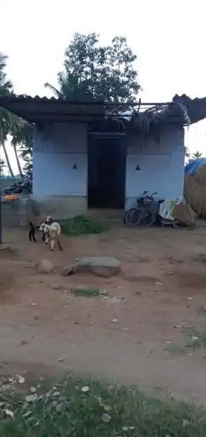 Arulmigu Selliyamman Temple, Balarahalli - 636808 அருள்மிகு செல்லியம்மன் திருக்கோயில், Balarahalli - 636808, Dharmapuri - Ancient Temple Architecture and History Image 4