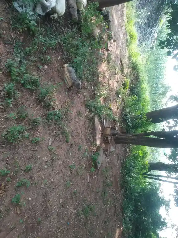 Arulmigu Selliyamman Temple, Kallaanaththam - 606201