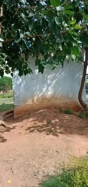 Arulmigu Selliyamman Temple, Papanaickenpatty - 636808 அருள்மிகு செல்லியம்மன் திருக்கோயில், Papanaickenpatty - 636808, Dharmapuri - Ancient Temple Architecture and History Image 3