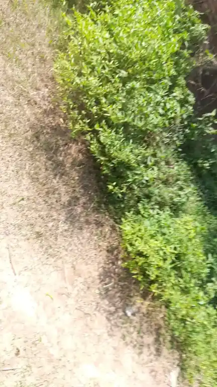 Arulmigu Selliyamman Temple, Radapuram, Rathapuram - 621803 Arulmigu Selliyamman Temple, Radapuram, Rathapuram - 621803, Ariyalur - Ancient Temple Architecture and History Image 2