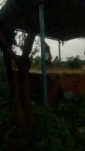 Arulmigu Sendrayaperumal Temple, Pachaipalli, Omalur - 636455 அருள்மிகு சென்றாய பெருமாள் திருக்கோயில், Pachaipalli, Omalur - 636455, Salem - Ancient Temple Architecture and History Image 2