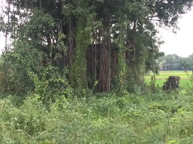 Arulmigu Sengama Muneeswarar Temple, Vellanaour - 621705