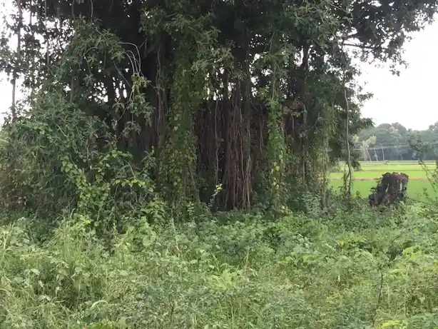 Arulmigu Sengama Muneeswarar Temple, Vellanaour - 621705 அருள்மிகு செங்கமா முனீஸ்வரர் திருககோயில், Vellanaour - 621705, Thiruchirappalli - Ancient Temple Architecture and History Image 4