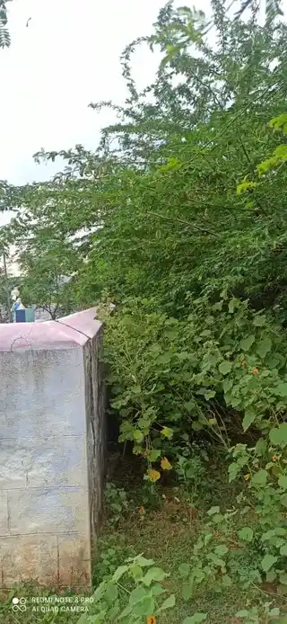 Arulmigu Sengamamuneeswarar Temple, Palayakottai - 621303 Arulmigu Sengamamuneeswarar Temple, Palayakottai - 621303, Thiruchirappalli - Ancient Temple Architecture and History Image 4