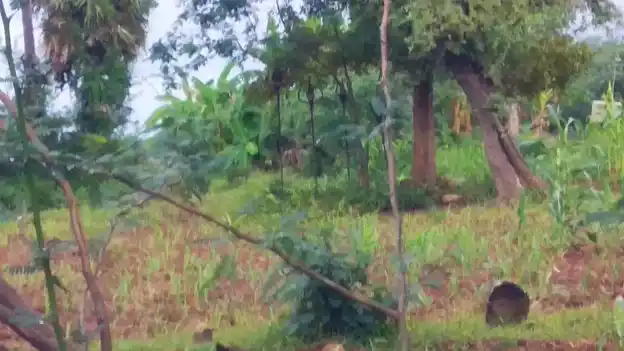 Arulmigu Sengamuniyanar Temple, Karuvidaicheri - 621707 Temple