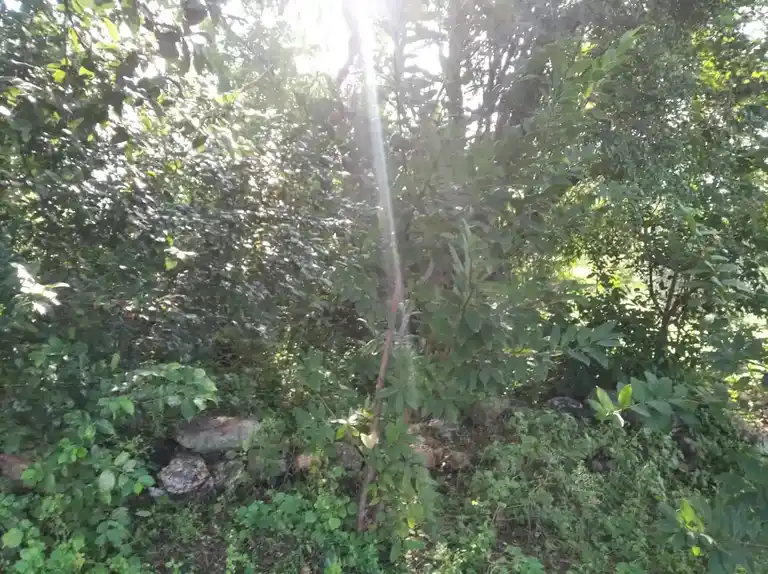 Arulmigu Sengapidariamman Temple, Viruthasampatti, Viruthasampatti - 636454 Temple