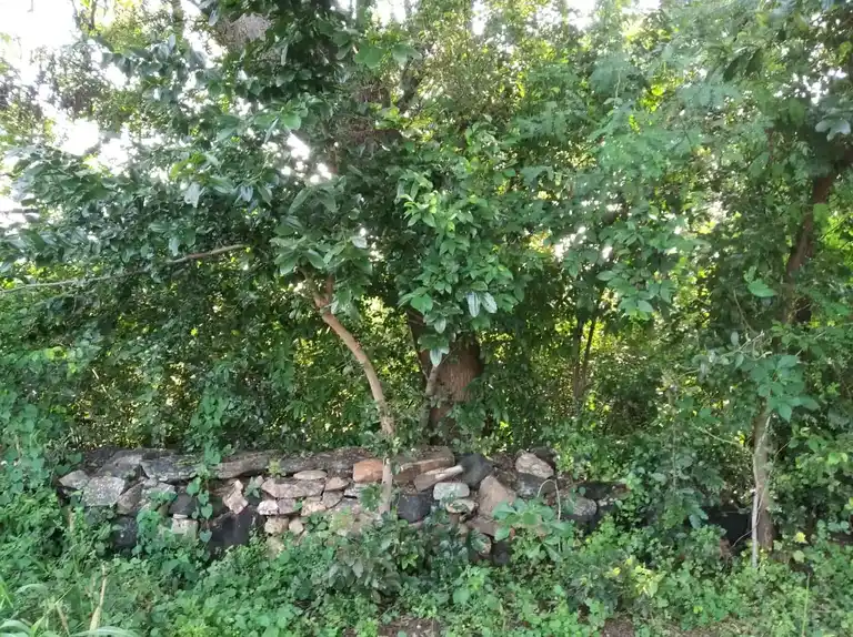 Arulmigu Sengapidariamman Temple, Viruthasampatti, Viruthasampatti - 636454 Arulmigu Sengapidariamman Temple, Viruthasampatti, Viruthasampatti - 636454, Salem - Ancient Temple Architecture and History Image 2