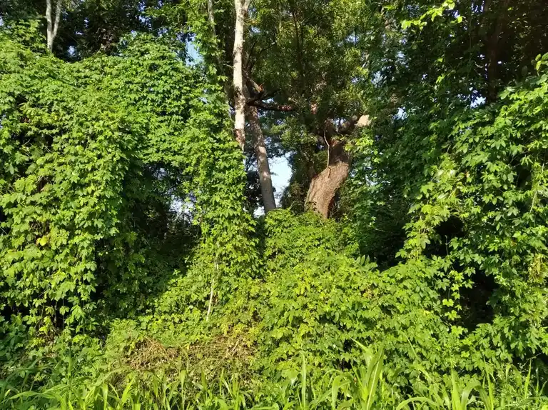 Arulmigu Sengapidariamman Temple, Viruthasampatti, Viruthasampatti - 636454 Arulmigu Sengapidariamman Temple, Viruthasampatti, Viruthasampatti - 636454, Salem - Ancient Temple Architecture and History Image 3