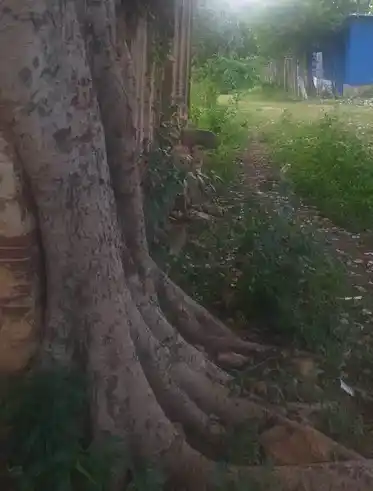 Arulmigu Sennampatti Kannimaar Temple, Alagupatti - 624709 Temple