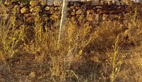 Arulmigu Sennampatti Kannimaar Temple, Alagupatti - 624709 Arulmigu Sennampatti Kannimaar Temple, Alagupatti - 624709, Dindigul - Ancient Temple Architecture and History Image 2